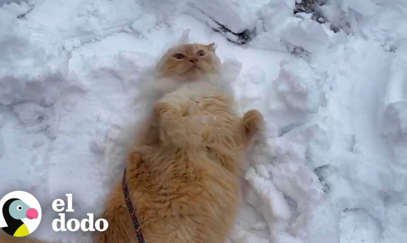 Gato obsesionado con la nieve le ruega a su mamá que salgan a la calle | Cat Crazy | El Dodo