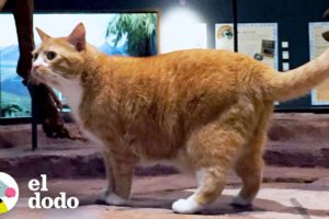 Gato rescatado va a trabajar a un museo con su papá todos los días | Cat Crazy | El Dodo