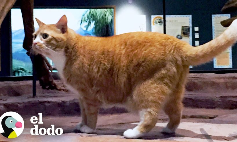 Gato rescatado va a trabajar a un museo con su papá todos los días | Cat Crazy | El Dodo