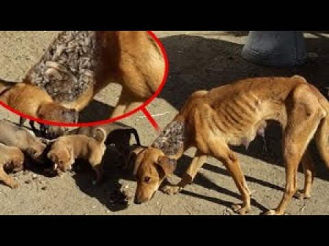 Gigantic MAGGOTS Cleaned From Skeleton Dog! Dogs & Puppies Abսsed for Weeks by Their Owners Rescued!