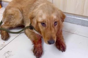 Golden Retriever Brutally Beaten by the Owner Curled Up in A Corner with Fear and in Despair