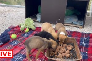 Good morning from the 4 puppies , breakfast time 🐶 - Takis Shelter