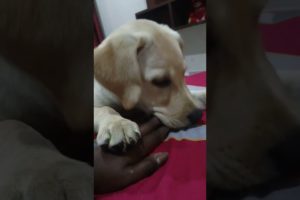 Groot Playing With Me #youtubeshorts #shortsvideo #labrador #cuteanimals #animals