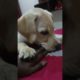 Groot Playing With Me #youtubeshorts #shortsvideo #labrador #cuteanimals #animals