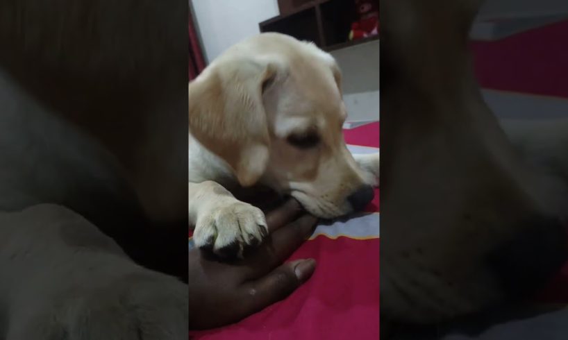 Groot Playing With Me #youtubeshorts #shortsvideo #labrador #cuteanimals #animals