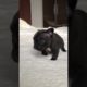 Guta, the cutest puppy ❤️ #shorts #cuteanimals #frenchbulldog