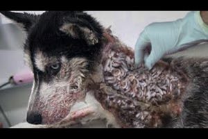 HELPLESS HUSKY! RESCUED Dog Was Hungry For Weeks By Its Brսtal Owner & Its Thrоаt Full Of MAGGOTS!