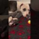 HOW WOULD YOU RATE this PUPPY 🥹| wholesome video #puppy #dog #youtubeshorts #shorts