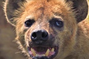 Hair-Raising Hyena Moments | BBC Earth