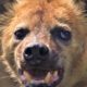 Hair-Raising Hyena Moments | BBC Earth