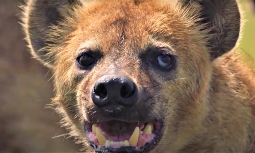 Hair-Raising Hyena Moments | BBC Earth