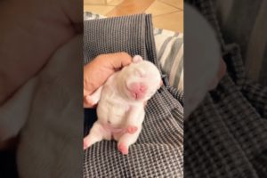 He is still 24 days old 😍😍😍😍😍🍼🍼🍼🍼 | cute puppy videos | babydog | #cute #puppies #shorts