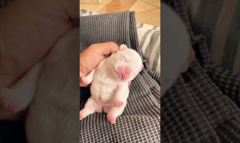 He is still 24 days old 😍😍😍😍😍🍼🍼🍼🍼 | cute puppy videos | babydog | #cute #puppies #shorts