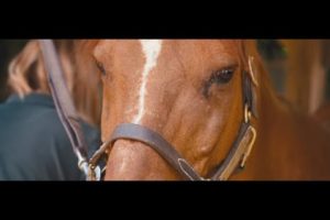 Healing through horses - how animals can help retrieve trust in ourselves