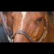 Healing through horses - how animals can help retrieve trust in ourselves