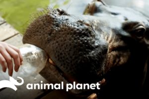 Hippo Is Raised By Humans | The World's Oddest Animal Couples