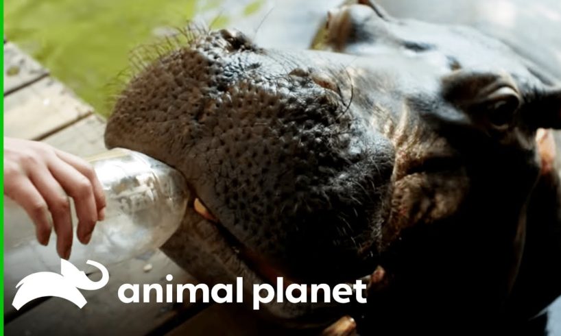 Hippo Is Raised By Humans | The World's Oddest Animal Couples