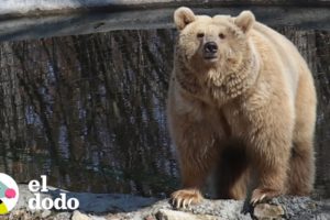 Hombre viaja 280 millas a través de Ucrania para rescatar a un oso | Dodo Héroes | El Dodo