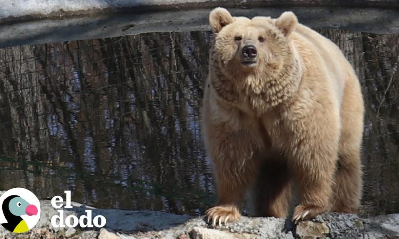 Hombre viaja 280 millas a través de Ucrania para rescatar a un oso | Dodo Héroes | El Dodo