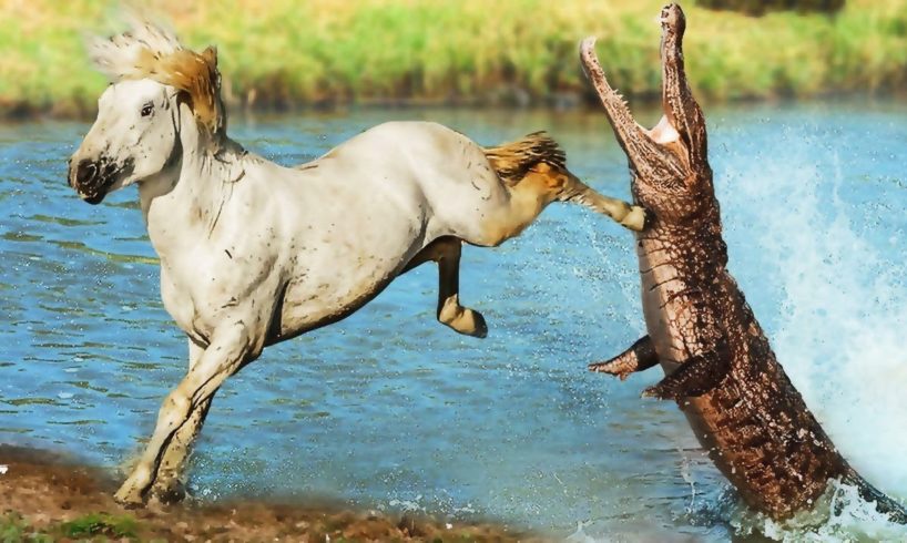 Horse Knocked Out Crocodile! Craziest Animal Fights Caught on Camera