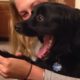 How dogs become actually a comedian, watch this -  Funny Animals 2023