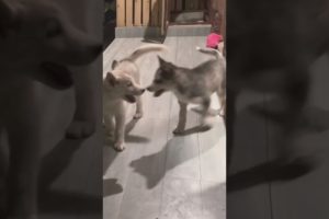 Huskies playing with each other😍❤️ #pets #husky #youtubeshorts