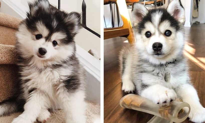 🥰Husky Funny And Cute Actions make Your Heart Flutter🐶|Cutest Puppies