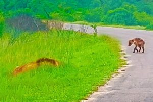 Hyena Cub Walks Right into Huge Male Lion