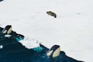 Incredible Orca Hunt | Frozen Planet II | BBC Earth
