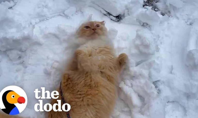 Indoor Cat Obsessed With Snow Begs His Mom To Go Outside Every Day | The Dodo