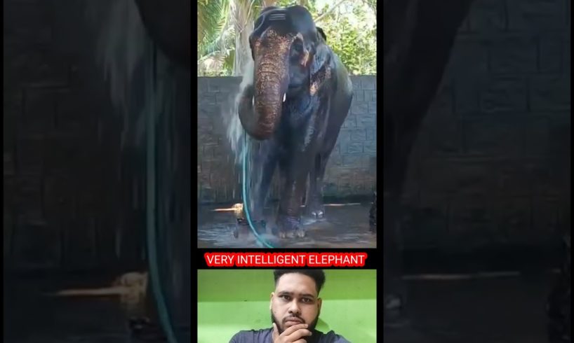 Intelligent Elephant 😯Enjoying Pipeline Water Bathing #elephantattack #youtubeshorts #shorts