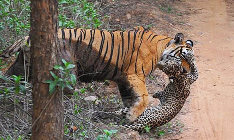 It Was Doomed! Animal Fights Caught On Ca