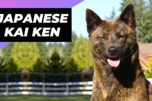 Japanese Kai Ken 🐶 One Of The Rarest Dog Breeds In The World  #shorts