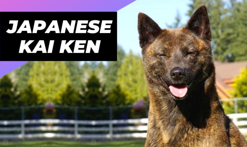 Japanese Kai Ken 🐶 One Of The Rarest Dog Breeds In The World  #shorts