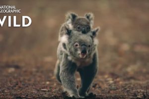 Koalas 101 | Nat Geo Wild