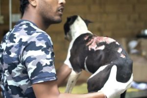 Kyu pitbull dog ko animal rescue team ne vaps dene se mna kiya full story 🙏@peepalfarm