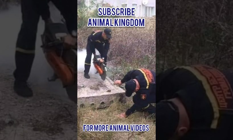 LIKE these Real Heroes! Cat RESCUED after it got stuck inside a concrete slab #shorts #animal #viral