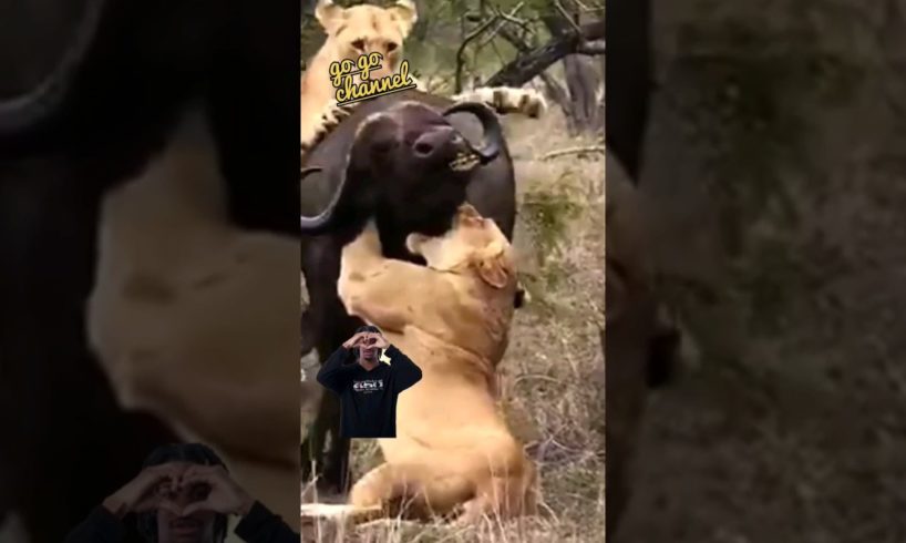 LION VS BUFFALO/WILD ANIMALS ATTACKS #shorts #animals #lion