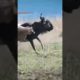 LIONS VS WILDEBEEST/WILD ANIMALS ATTACKS #shorts #animals #lion