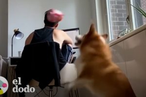 La familia de este corgi lo atrapan jugando a "buscar" el solo con una cámara oculta | El Dodo