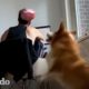 La familia de este corgi lo atrapan jugando a "buscar" el solo con una cámara oculta | El Dodo