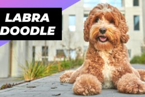 Labradoodle 🐶 The Friendliest Crossbreed Dog #shorts