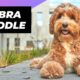 Labradoodle 🐶 The Friendliest Crossbreed Dog #shorts