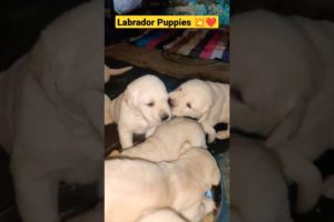 Labrador Cute Puppies 🐾❤️💥 #labrador #dogs #doglovers #shortsvideo #ytshorts #puppies #shorts