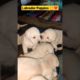 Labrador Cute Puppies 🐾❤️💥 #labrador #dogs #doglovers #shortsvideo #ytshorts #puppies #shorts