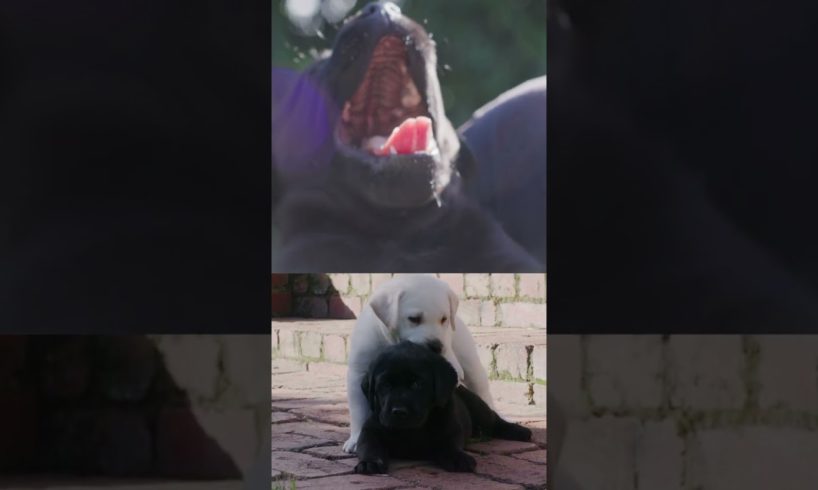 Labrador Cutest Puppies Ever #shorts #puppy #labrador #subscribe
