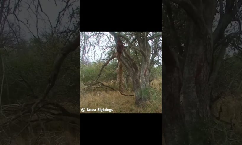 Leopard pull ups with Buck | wild animal attack #shorts #wildanimals