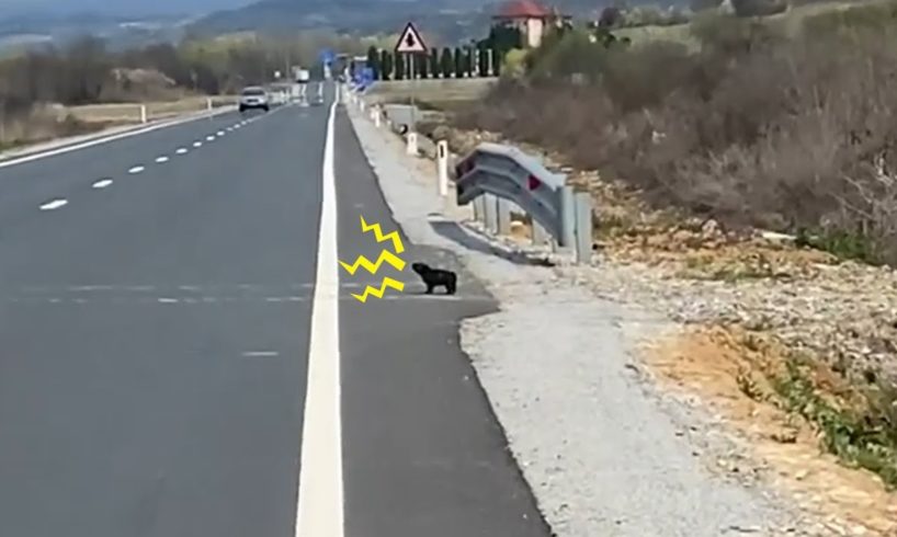 Little Puppy Standing Next to The Road, Ignoring The Traffic, He Screams: "SAVE ME"