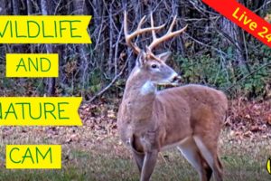 Live Deer, Bird & Wildlife Cam