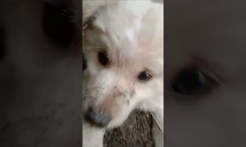 Loine Puppy 🥰 | Cutest dogs in the world 🌎 | #shorts @KidsDianaShow #youtubeshorts #ytshorts #dog